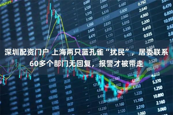 深圳配资门户 上海两只蓝孔雀“扰民”，居委联系60多个部门无回复，报警才被带走